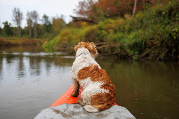 A wire-haired Jack Russell terrier stands on the bow of a red water kayak. Dog in nature on board a...