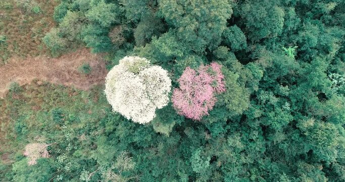 A top-down view captures two Lapacho trees, one white and one pink.