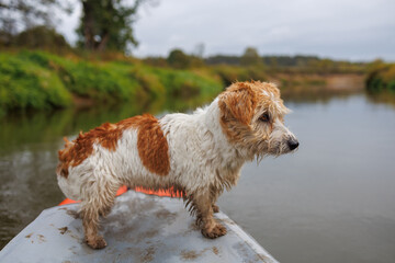 A wire-haired Jack Russell terrier stands on the bow of a red water kayak. Dog in nature on board a boat. Animal on a hike along a forest river
