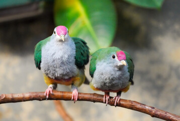 Portrait of the rose-crowned fruit dove. Bird pair with colorful plumage in close-up. Treroninae.