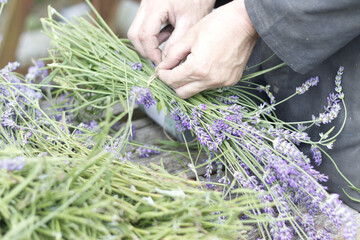 Farmer hands tying lavender flower bunch with rope for drying. Lifestyle photo concept