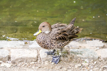 Portrait of a yellow-billed pintail on the bank. Water bird in natural environment. Anas georgica. Duck close-up.