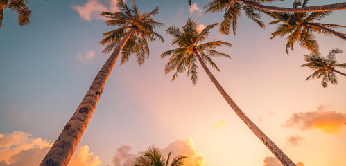 Romance and inspiration. Beautiful tropical trees against sky. Rows of fantastic coconut palm trees...