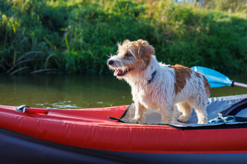 A wire-haired Jack Russell terrier stands on the bow of a red water kayak. Dog in nature on board a...
