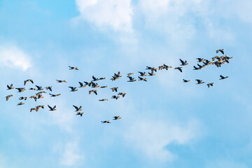 Flock of migratory birds cormorants in the sky. Fly away to warm countries - obrazy, fototapety, plakaty