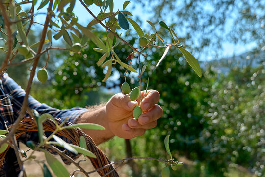 Mature gardener picking olives in olive tree garden. Harvesting in mediterranean olive grove in Sicily, Italy.