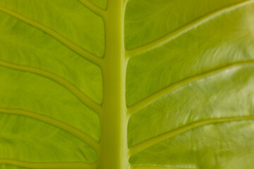 beautiful green leaf texture