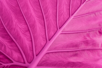 beautiful leaf texture painted in pink color