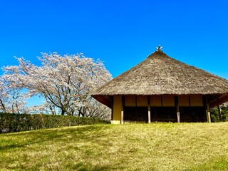 田舎の春