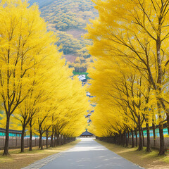 Row of yellow ginkgo trees 