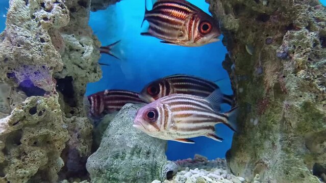 Striped squirrelfish swimming in aquarium at Institute of Oceanography, Nha Trang city, Vietnam.