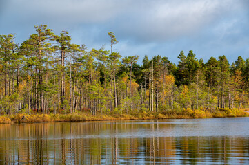 Obraz premium Water and bog in Nature reserve Karnskogsmossen Motala Sweden