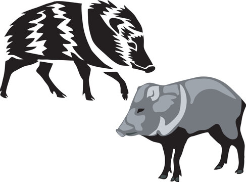 Collared peccary - vector illustration