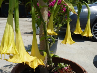 Close-Up of a Potted Angel's Trumpet Plant (Brugmansia) with Several Large, Hanging Yellow Trumpet-Shaped Flowers, Outdoors on a Sunny Day with a Car in the Background.