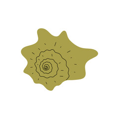 Tropical underwater seashell. Hand drawn sea mollusk shellfish element. Vector illustration in scandinavian style.