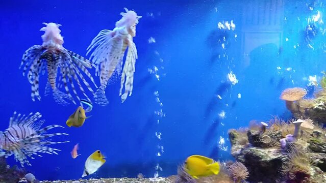 Lionfish, Bluestreak cleaner wrasse, Yellow Tang and Chaetodon Auriga in aquarium at Institute of Oceanography, Nha Trang city, Vietnam.