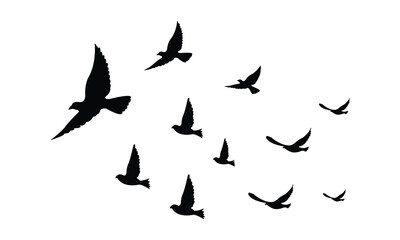 silhouettes of flock birds fly in sky	