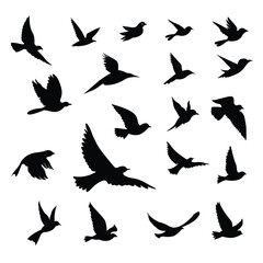 silhouettes of flock birds fly in sky	