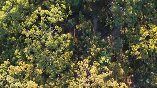 Man mountain biking gravel riding on singletrack through forest and gumtrees in Australia, drone tracking shot through tree canopy