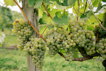 Green grape and mature vines on the vineyard