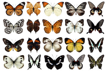 Obraz premium Butterfly Collection for No Background for Creative Purpose 01