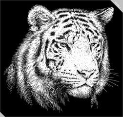 Vintage engraving isolated tiger set illustration ink sketch. Africa wild cat background animal silhouette art. Black and white hand drawn vector image