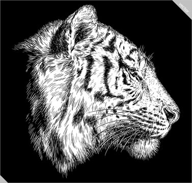 Vintage engraving isolated tiger set illustration ink sketch. Africa wild cat background animal silhouette art. Black and white hand drawn vector image