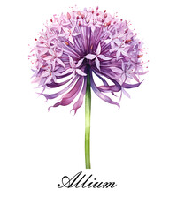 Watercolor purple single allium flower. Watercolor botanical illustration isolated. - obrazy, fototapety, plakaty