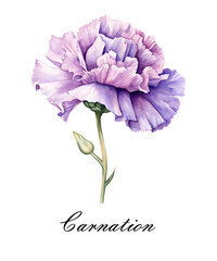 Watercolor purple single carnation flower. Watercolor botanical illustration isolated.