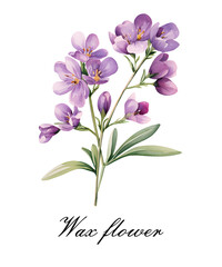 Watercolor purple single wax flower. Watercolor botanical illustration isolated.
