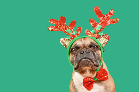Cute French Bulldog dog wearing Christmas reindeer antler headband and bow tie in front of green background with copy space