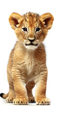 Obraz premium A Cute and Adorable Baby Lion Sitting on a White Background