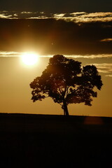 Baum mit tiefer Sonne