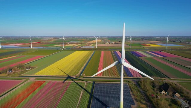 Elevated view of multi coloured tulips fields in bloom with solar panels and wind turbines in the Netherlands, Renewable Energy, Solar Energy, Wind Power, Netherlands
