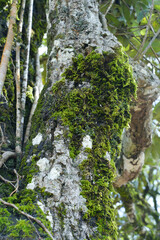 Moss on tree