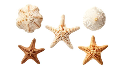 Fototapeta na wymiar White Starfish in Different Types Isolated on Transparent or White Background, PNG