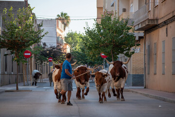 Fototapeta premium Bous al carrer street bull, ancestral tradition in Valencia Spain villages. A brave bull runs through the streets while the mozos are running. Runners in Encierro like San Fermin. Albuixech holidays.