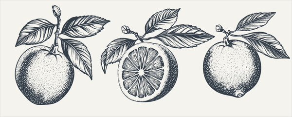 Set of citrus fruit with leaves. Vintage woodcut engraving style vector illustration. - obrazy, fototapety, plakaty