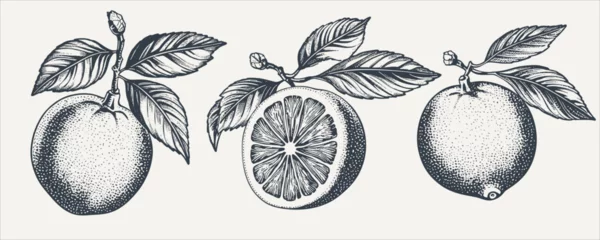 Fotobehang Set of citrus fruit with leaves. Vintage woodcut engraving style vector illustration. © RetroVector