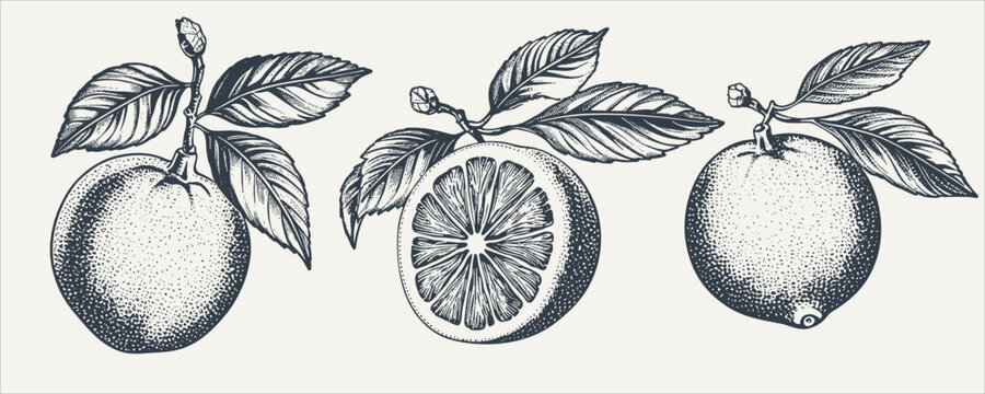 Set of citrus fruit with leaves. Vintage woodcut engraving style vector illustration.