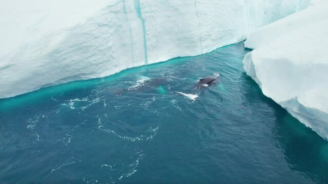View from above of pod of whales swimming and spraying in the middle of icebergs in Greenland. Herd of Humpback Whales (Megaptera novaeangliae) show off their Tail Fin, Ilulissat Icefjord, Greenland