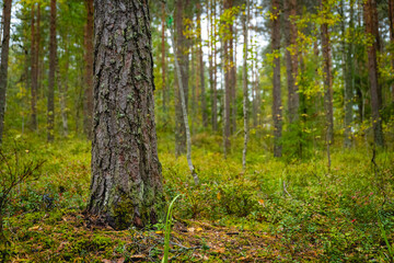 close up of a pine tree trunk in autumnal forest