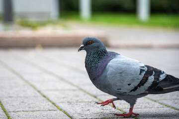close up of a pigeon walking on a street