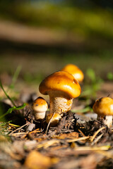 close up of wild mushrooms in nature