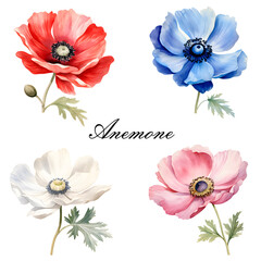 Watercolor red, blue, white and pink anemone flower. Watercolor botanical illustration isolated.