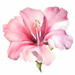 Fototapeta na wymiar Isolated watercolor huge pink flower on a white background. High-resolution