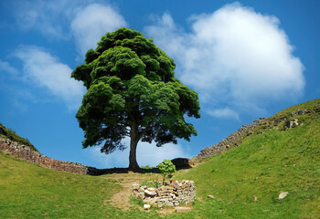The Sycamore Gap Tree