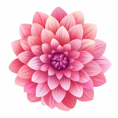 Isolated huge pink flower on a white background. High-resolution