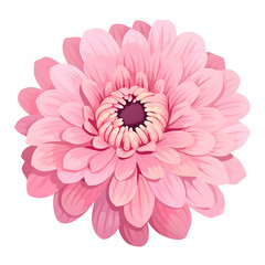 Isolated huge pink flower on a white background. High-resolution