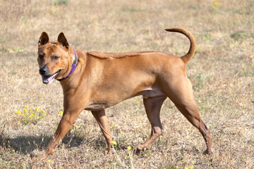 Thai Ridgeback Puppy. Red Thai Ridge Dog - ancient local dog of Thailand, short -haired, triangular ears of medium size. Black tip of nose, in shape of wedge, thin tail. Rhodesian ridge dog